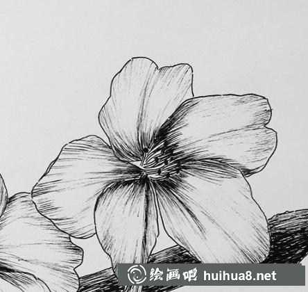 櫻花鋼筆畫(huà)教程4