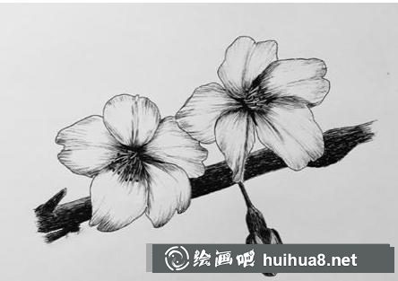 櫻花鋼筆畫(huà)教程5