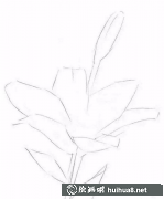百合花素描教程分享教你畫(huà)花卉