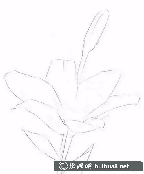 百合花輪廓