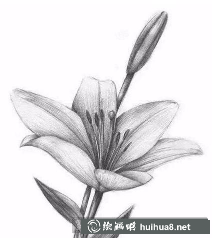 百合花完成圖
