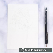 一束百子蓮彩鉛畫技法解析