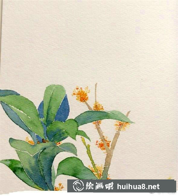 桂花花朵繪制步驟6