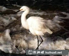 動(dòng)物丙烯畫(huà)精選集