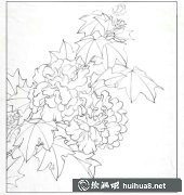 工筆芙蓉花繪法步驟解析