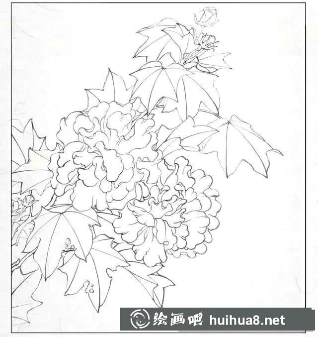 芙蓉花工筆畫