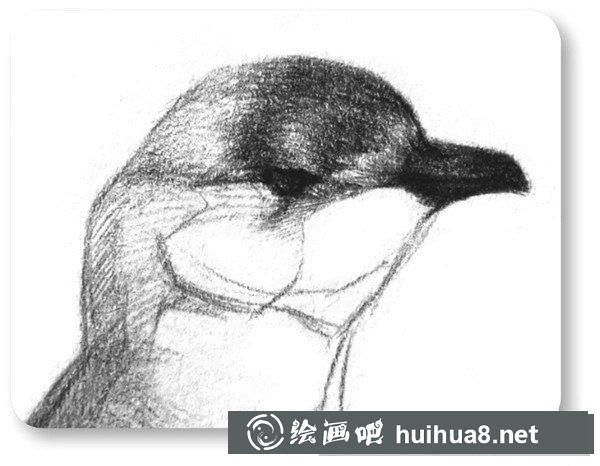 企鵝頭部刻畫