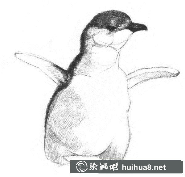 企鵝背部