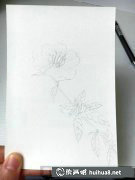 月見草水彩畫教程步驟圖解