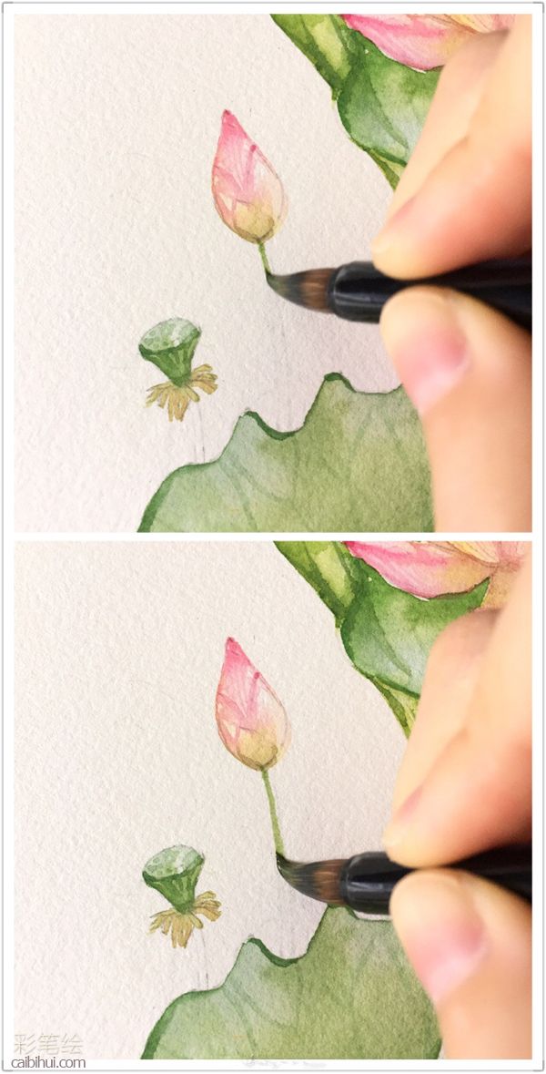 水彩荷花畫法步驟