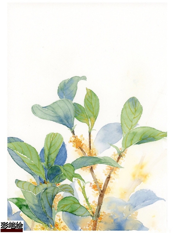 水彩畫怎么畫桂花?簡單的桂花水彩畫教程