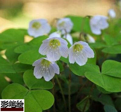 三葉草