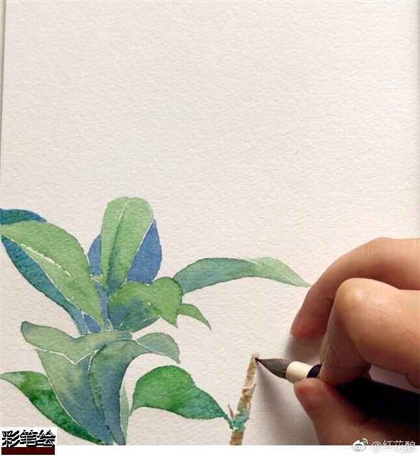 水彩畫怎么畫桂花?簡單的桂花水彩畫教程