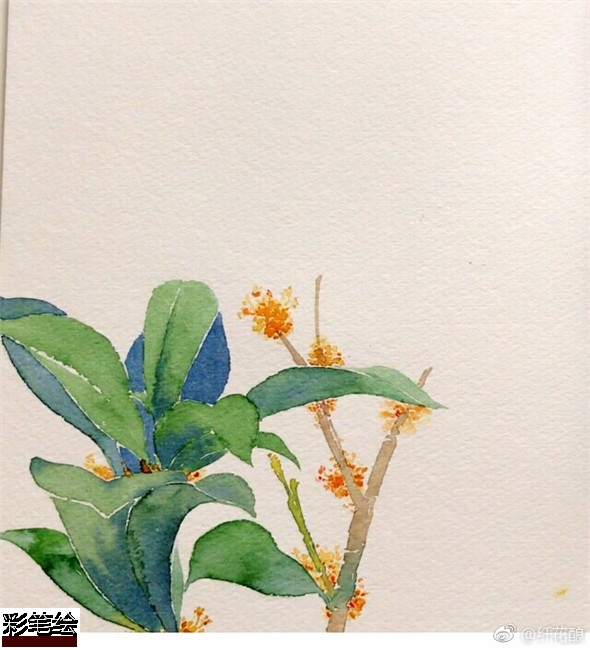 水彩畫怎么畫桂花?簡單的桂花水彩畫教程