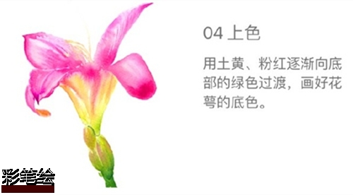 水彩畫百合花步驟圖片