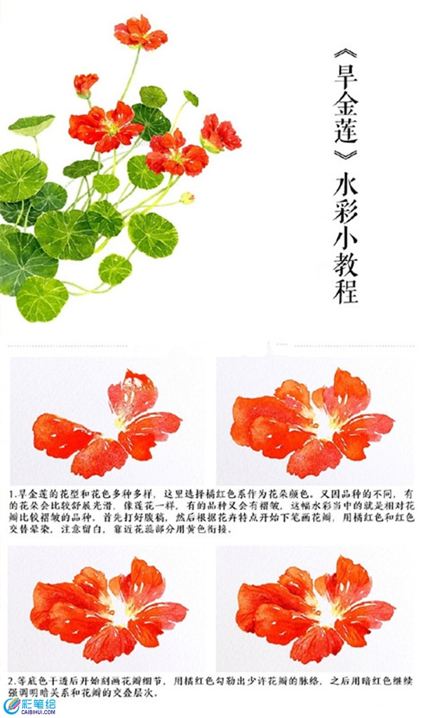 水彩畫旱金蓮