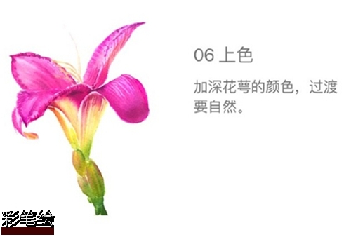 水彩畫百合花步驟圖片