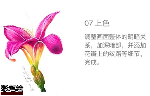 水彩畫百合花步驟圖片