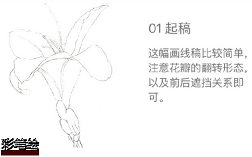 水彩畫百合花步驟圖片