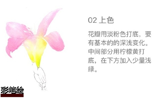 水彩畫百合花步驟圖片