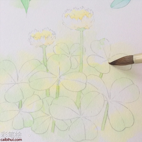 水彩畫三葉草