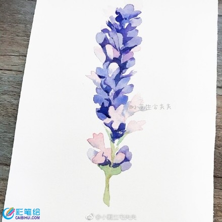 水彩畫教程薰衣草