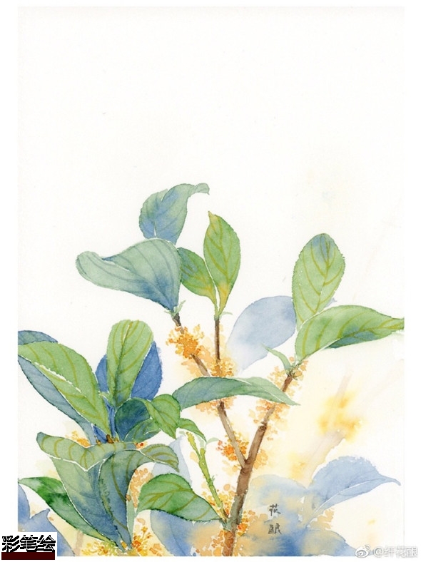 水彩畫怎么畫桂花?簡單的桂花水彩畫教程