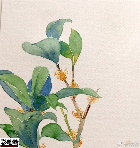 水彩畫怎么畫桂花?簡單的桂花水彩畫教程
