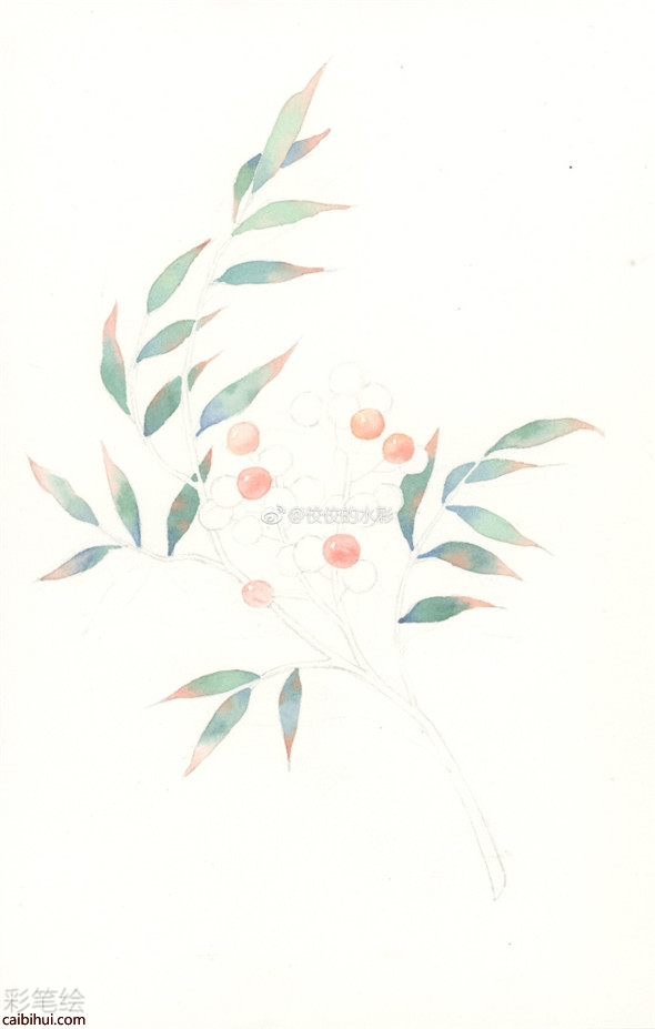 水彩畫入門：簡(jiǎn)單的南天竹水彩畫教程