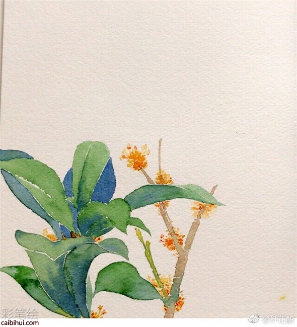 水彩畫怎么畫菊花?簡單的菊花水彩畫教程