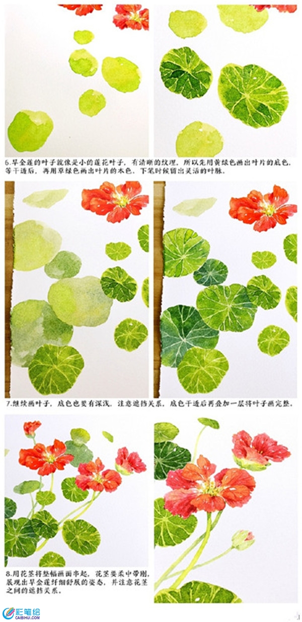 水彩畫旱金蓮