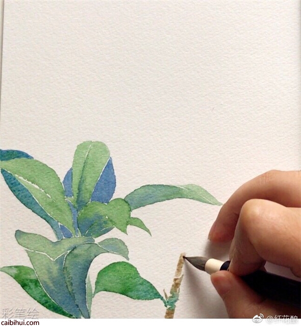 水彩畫怎么畫菊花?簡單的菊花水彩畫教程