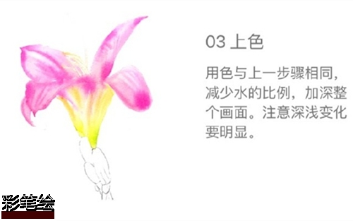 水彩畫百合花步驟圖片