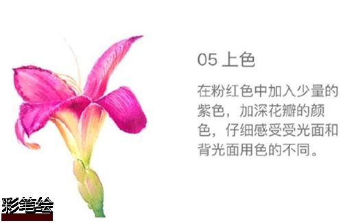 水彩畫百合花步驟圖片