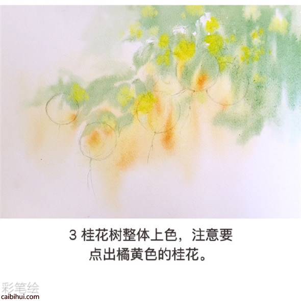 水彩畫樹教程：桂花樹的水彩畫畫法教學(xué)