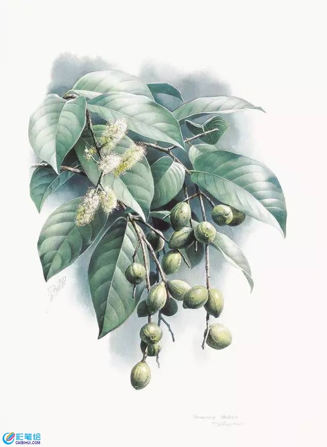 水彩植物花鳥畫