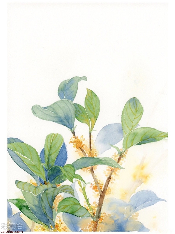 水彩畫怎么畫菊花?簡單的菊花水彩畫教程