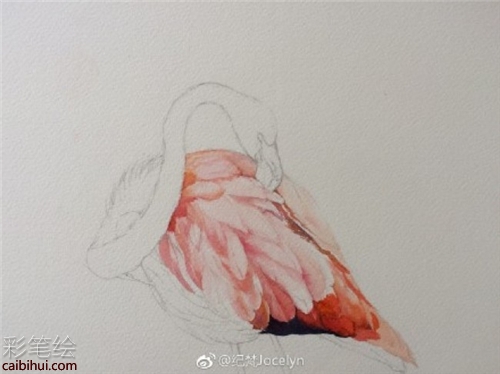 簡單易學(xué)的水彩畫火烈鳥教程