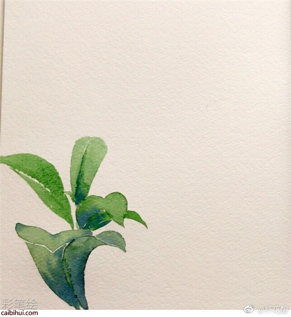 水彩畫怎么畫菊花?簡單的菊花水彩畫教程