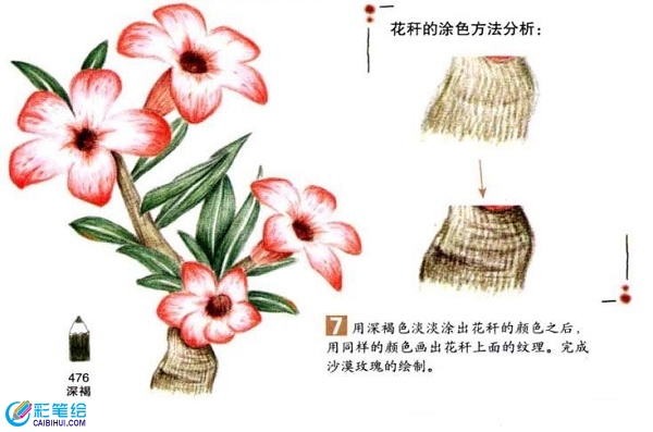 沙漠玫瑰彩鉛畫怎么畫？彩鉛畫花卉繪畫教程