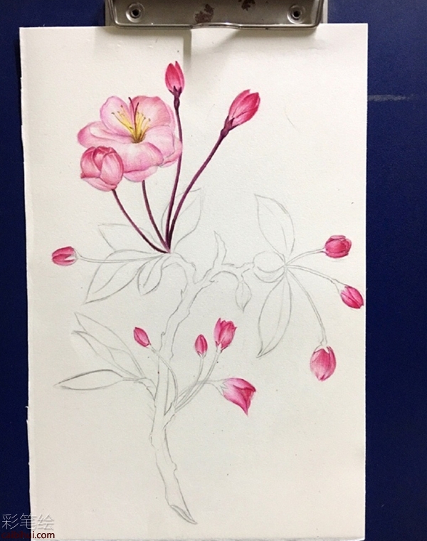 彩鉛畫櫻花