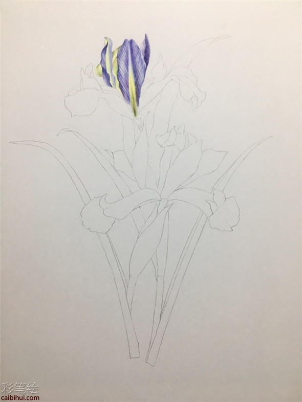 彩鉛畫教程：鳶尾花彩鉛畫具體畫法教程