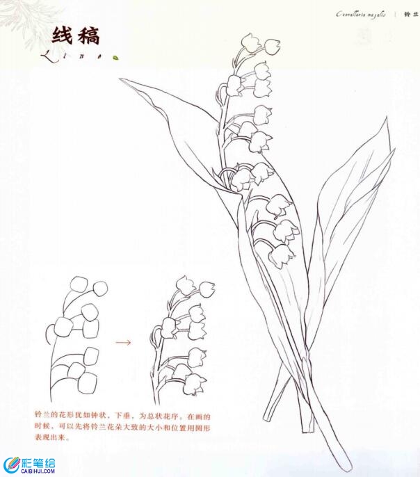 彩鉛畫(huà)鈴蘭花