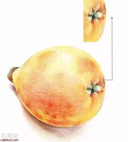 彩鉛畫枇杷