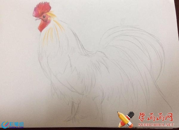 大公雞彩鉛畫