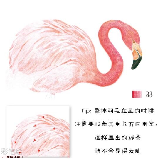 火烈鳥彩鉛教程