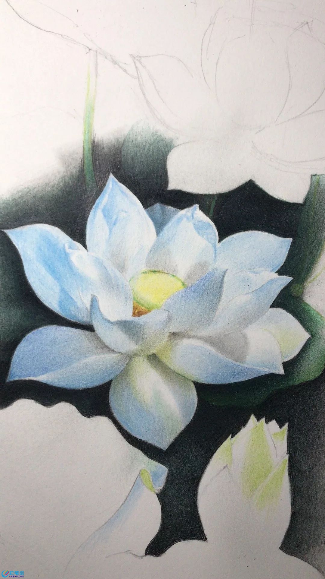 彩鉛畫(huà)白蓮