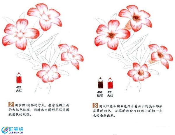 沙漠玫瑰彩鉛畫怎么畫？彩鉛畫花卉繪畫教程