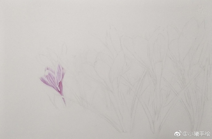 彩鉛畫(huà)花卉好心情