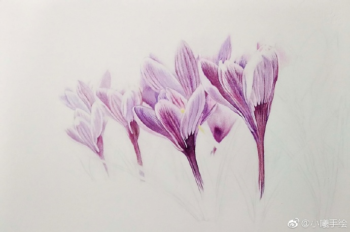 彩鉛畫(huà)花卉好心情